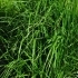 Calamagrostis acutiflora 'Karl Foerster' -- Reitgras